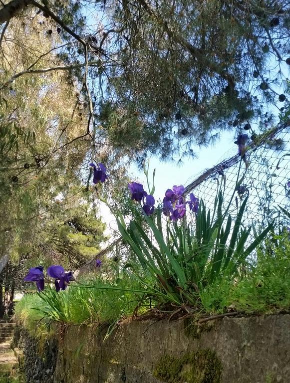 Bed & Breakfast Morgante Pedara